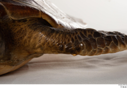 Leg Turtles Animal photo references